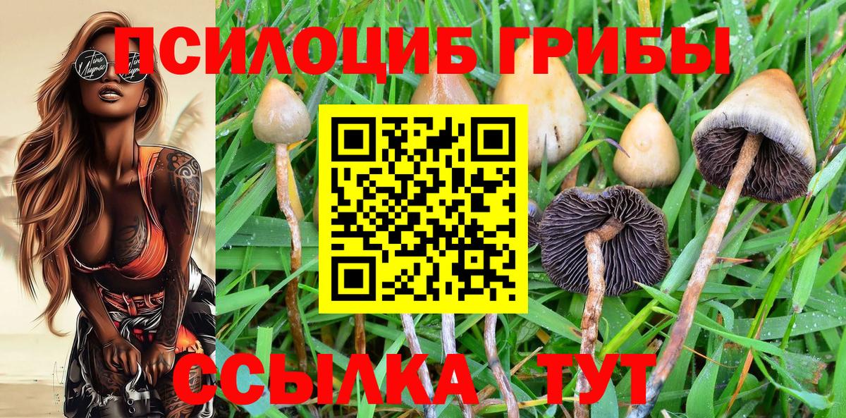 Псилоцибиновые грибы GOLDEN TEACHER Будённовск